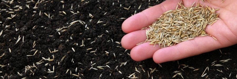 Quando e come seminare il prato? Ecco la guida completa