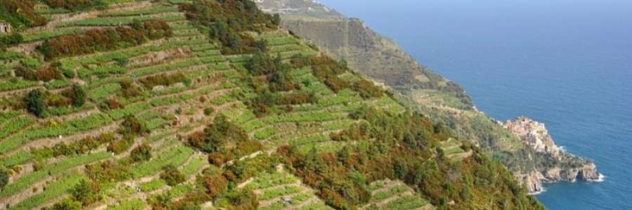 Terrazzamenti in legno: dalle Cinque Terre al tuo giardino
